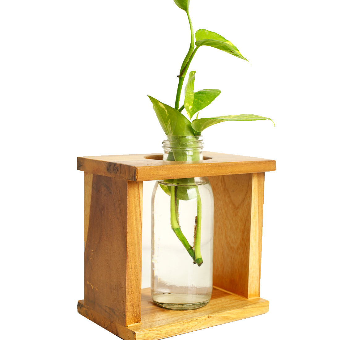 Square Test Tube Planter Pack of 2| Planters for Home Decor | Office Decor | Table top Plants | Planters for Living Room | Decorative Plants | Planter for Gifts | Table Decor